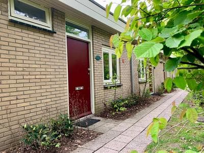 Wilde Moeflon, geniet van de vrije natuur!