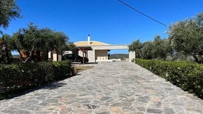 Olive Grove