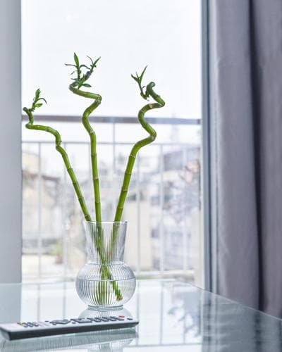 Glassy Apartment