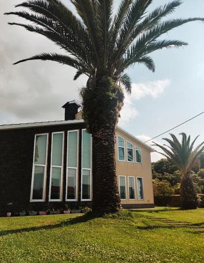 Palmtree 37 Al