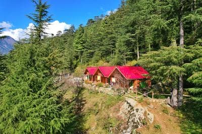 Himalayan Cedar Nest