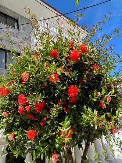 Dionisos Roses