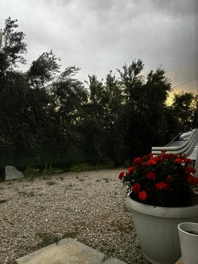Stella's Olive Tree House
