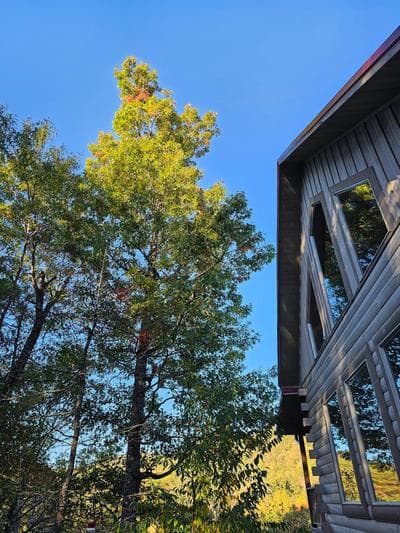 Cardinal Treehouse