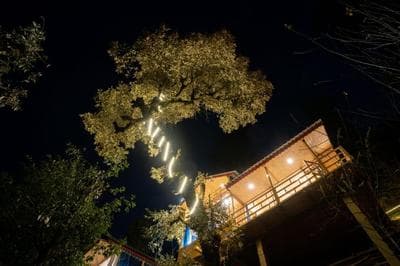 Into the woods Treehouse Jibhi