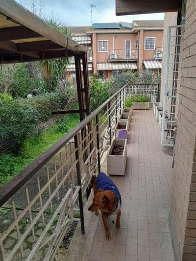La Mattina - Fiera di Roma - Aeroporto Fiumicino
