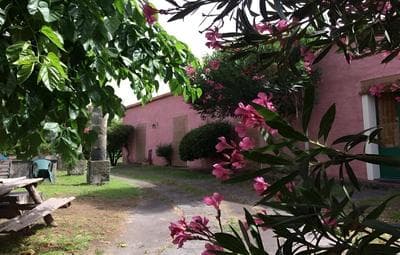 Codavolpe Giardino di Tea