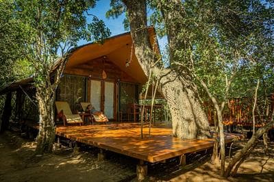 Leopard Reach Yala by Seven Angels
