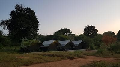 Wild Panthera Yala