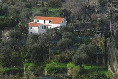 Old Farmhouse Set In A Citrus Grove