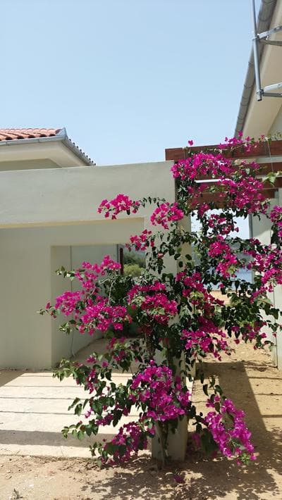 Thea Houses