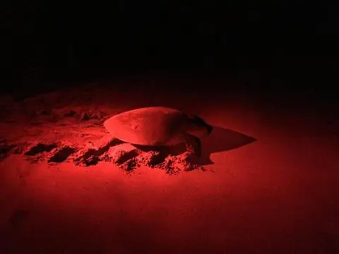 Turtle Paradise