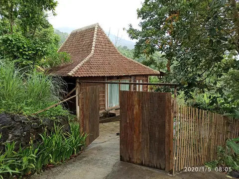 DWan Tea Mountain Side