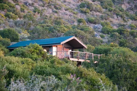HillsNek Safari Camp – Amakhala Game Reserve