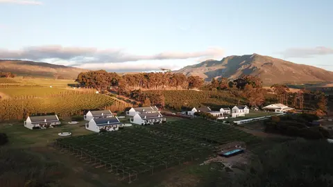 Endless Vineyards at Wildekrans Wine Estate