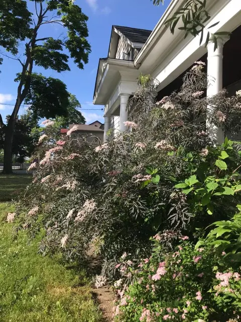 WHITE SWAN House