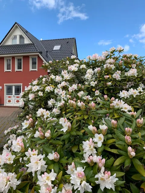 Ferienwohnung Strandgut - Kavelweg 9 - Zingst