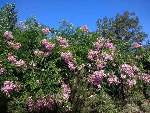 El Parralito