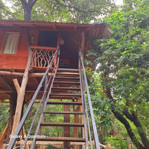 Green leaf Tree house