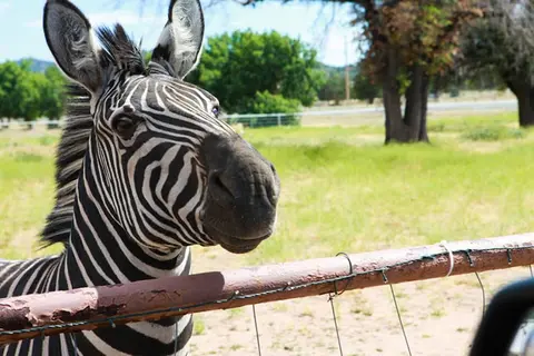 Zebra Refuge Cottage-wild Unique Prescott Stay