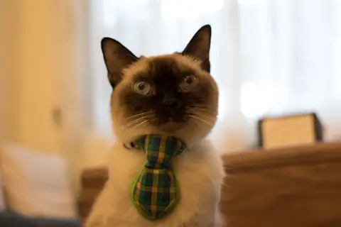 Smokey Cat B&B