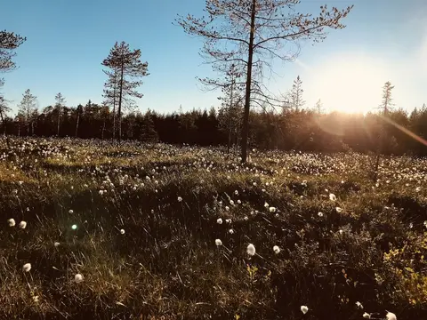 Metsä Kolo