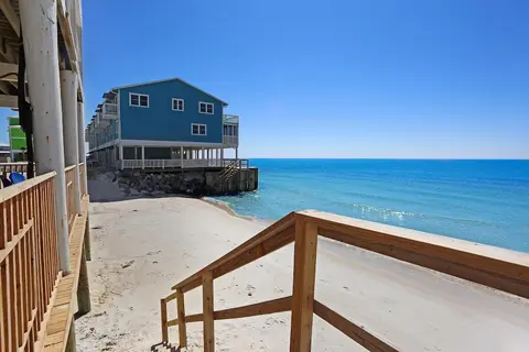 Dolphin Watch