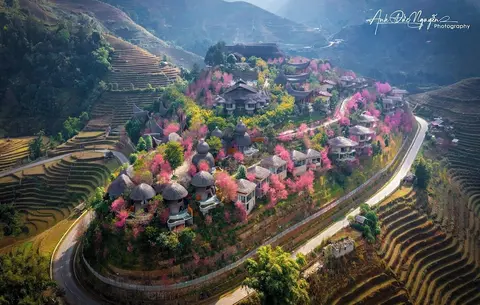 Garrya Mu Cang Chai