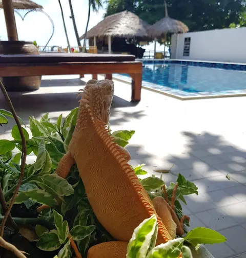 El pillax lanta resort