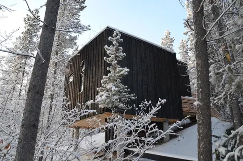 Yukon Black Spruce