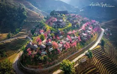 Garrya Mu Cang Chai